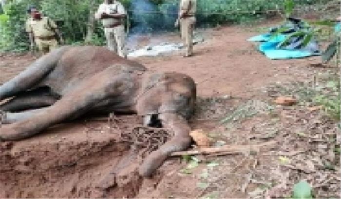 गर्भवती हथिनी की हत्या में एक गिरफ्तारी