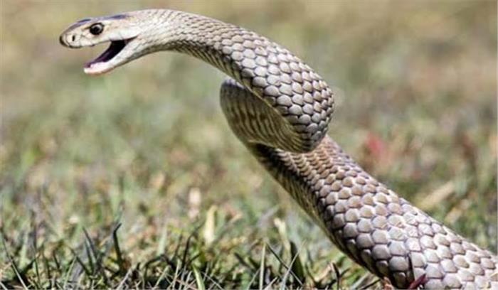 सांप के काटने से ग्रामीण की मौत सांप के काटने से ग्रामीण की मौत