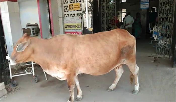 खंडवा में हिंदू-मुस्लिम मिलकर बनाएंगे गाय का अस्पताल