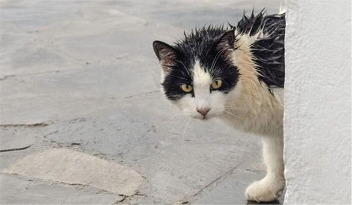 कोलकाता : लापता बिल्ली के लिए लगाया पोस्टर, ऑनलाइन अभियान