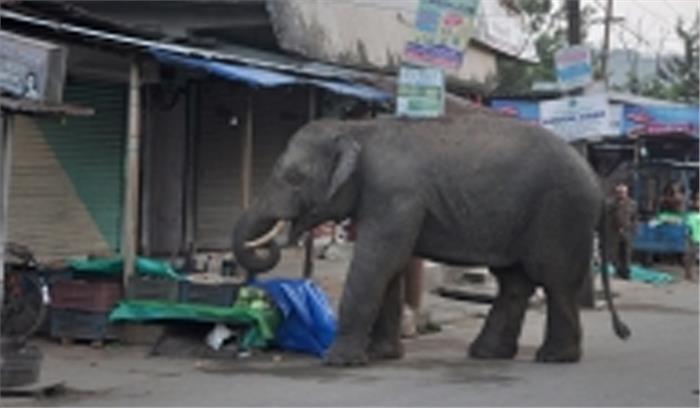 पश्चिम बंगाल में हाथी के हमले में किसान की मौत