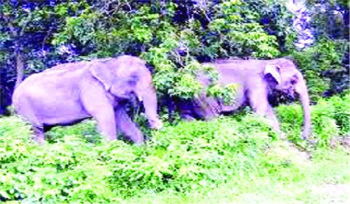 हाथियों से हो रहा आमना-सामना,दहशत में ग्रामीण