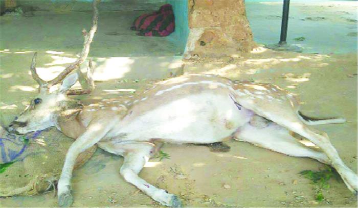 कुत्तों ने नोंच-नोंचकर चीतल को मार डाला
