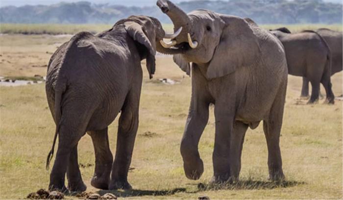 हाथियों की चिंघाड़ से थर्रा रहे बालको के बनवासी