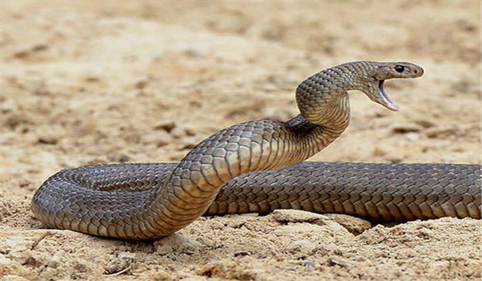 रेलवे स्टेशन में सांप घुसने से यात्रियों में अफरा-तफरी