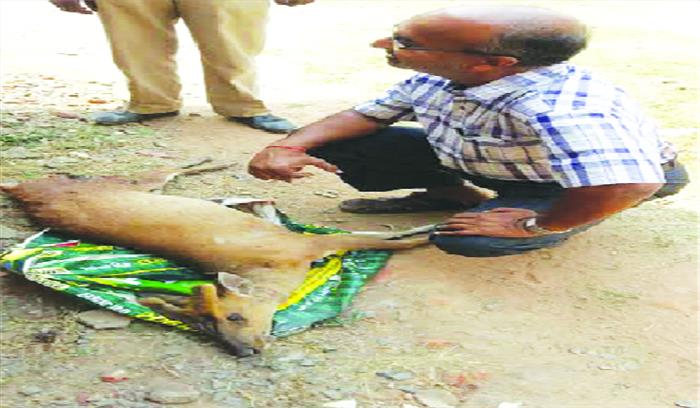 कुत्तों के काटने से कोटरी की मौत