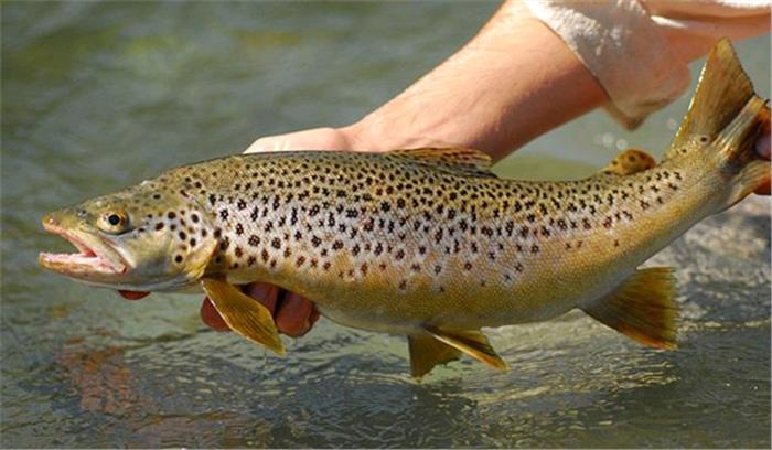 कुपवाड़ा में 14 हजार ट्राउट मछलियां मृत पाई गईं