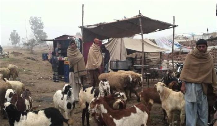 कुर्बानी को लेकर सज गई बकरा मंडी