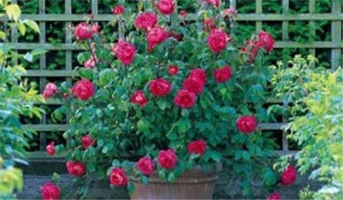 एक गमले में खिलाए 122 गुलाब, लिम्का बुक में नाम दर्ज