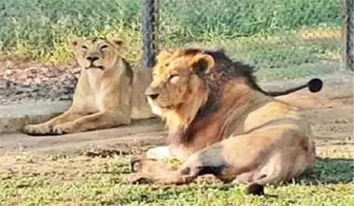 लॉकडाउन में बूचड़खाना बंद, दिल्ली के चिड़ियाघर में ही बना कसाईखाना