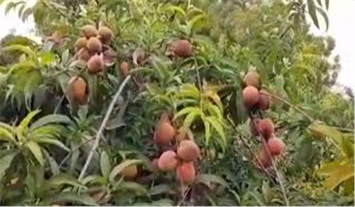शामली में आडू फल की फसल पर मडराने लगा संकट के बादल शामली में आडू फल की फसल पर मडराने लगा संकट के बादल