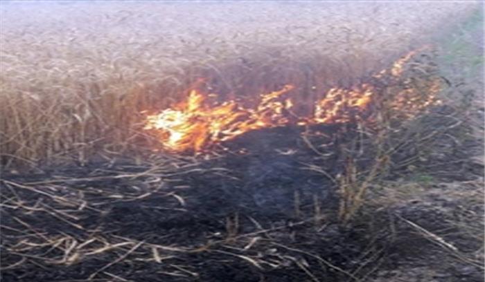 सुलखती राख से गेहूं की फसल जली सुलखती राख से गेहूं की फसल जली