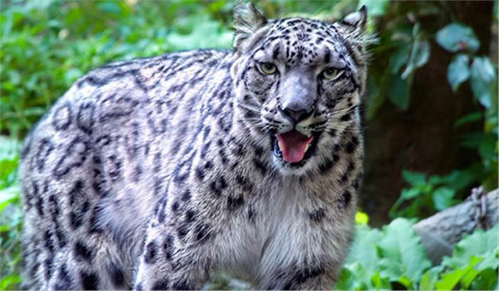 उत्तर प्रदेश: स्कूल में तेंदुआ घुसने की सूचना से मचा हड़कंप