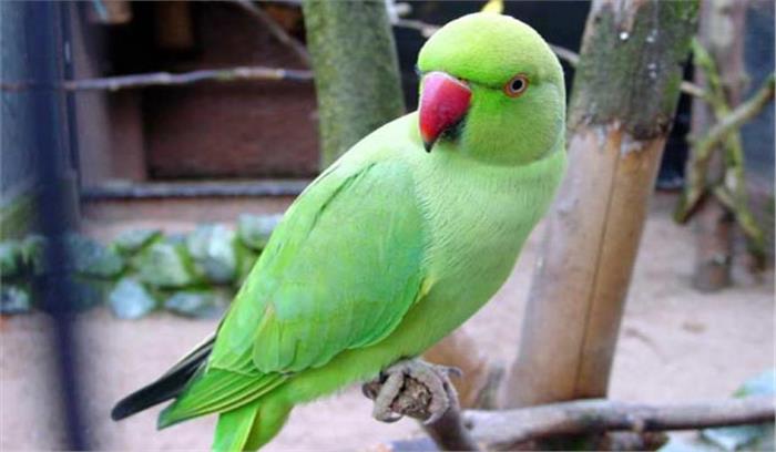 उप्र: तीन तोते तस्कर गिरफ्तार 285 तोते बरामद