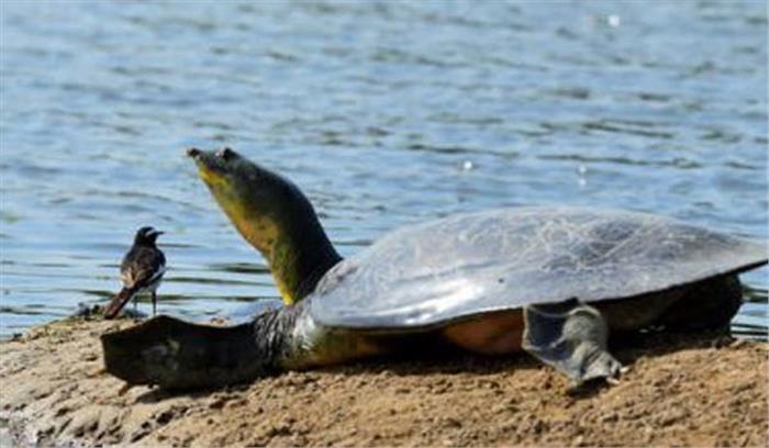 चार वन्यजीव तस्कर गिरफ्तार, 327 कछुए जब्त