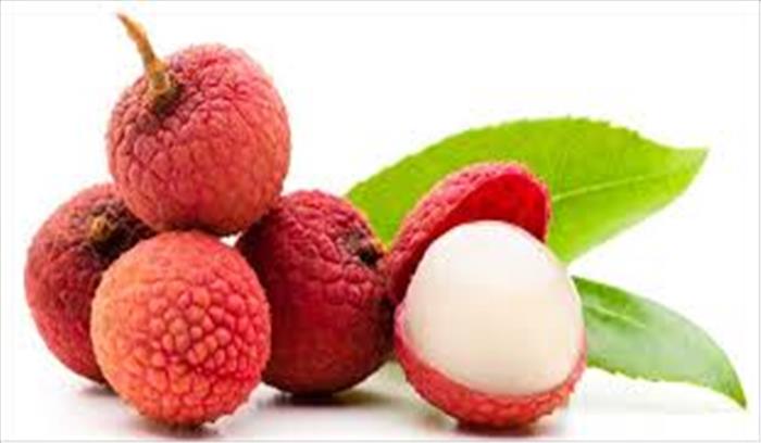 लीची रोग प्रतिरोधक, एक व्यक्ति खा सकता है नौ किलो लीची