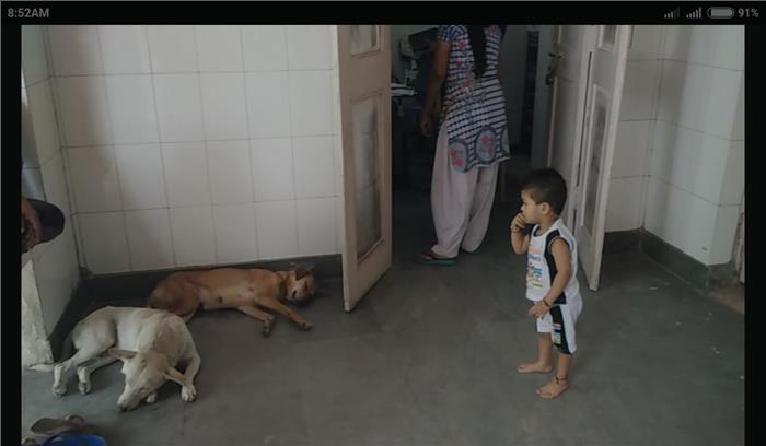 एम एम जी अस्पताल  बना अवारा कुत्तों का अड्डा