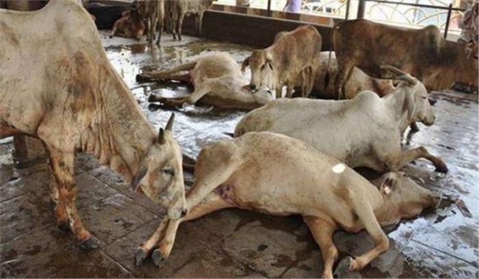 मप्र : खंडवा में गौ हत्या के 3 आरोपियों पर रासुका