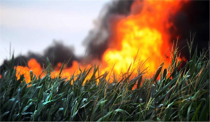 मप्र : सतना में सैकड़ों एकड़ फसल जली, किसानों का सब्र टूटा