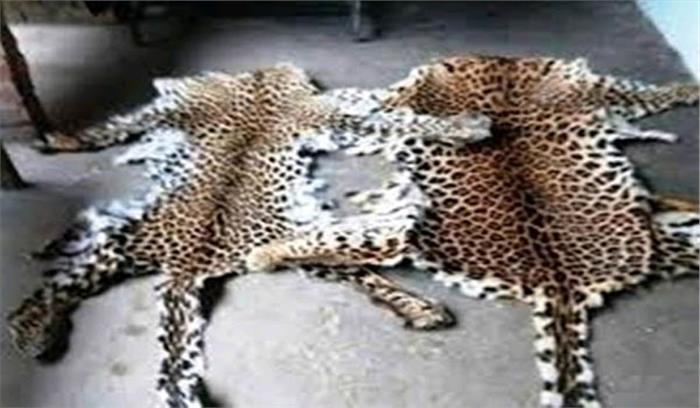 मप्र : तेंदुए की खाल के साथ 3 गिरफ्तार