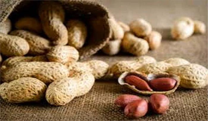 मप्र : पांढुर्णा में मूंगफली की कम बोली पर किसान भड़के