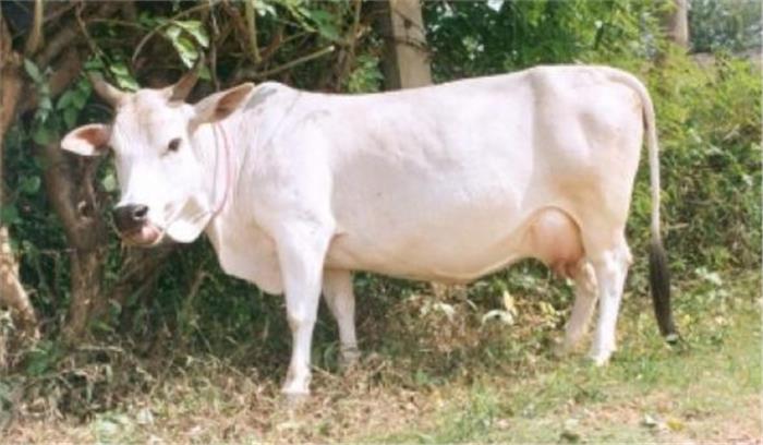 मप्र में सरकारी दफ्तरों की धुलाई में गौमूत्र फिनाइल के उपयोग पर चढ़ा सियासी पारा