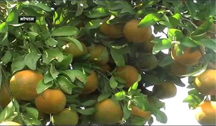 मप्र में आम और संतरे से किसान होंगे मालामाल मप्र में आम और संतरे से किसान होंगे मालामाल