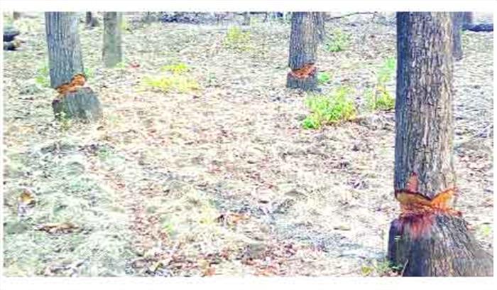 400 एकड़ जंगल को काटकर बना दिया मैदान