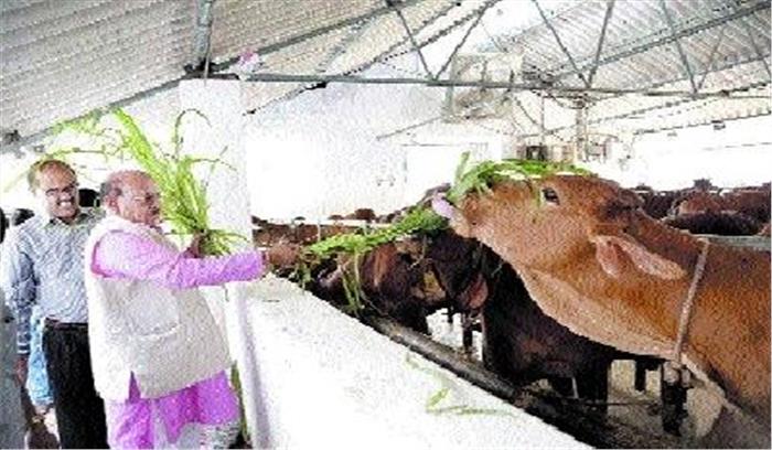 मध्यप्रदेश में बनेंगे 5 गौ-अभ्यारण्य