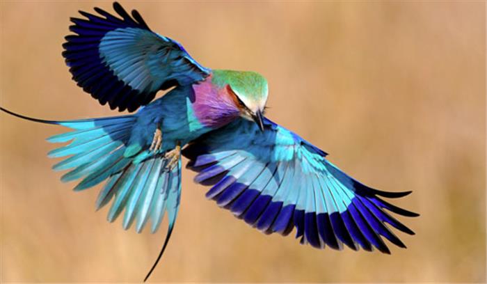 विदेशी पक्षियों का वापस लौटना प्रारंभ