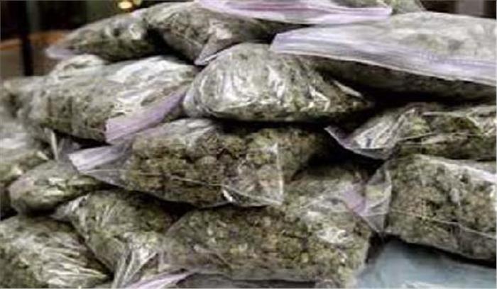 शिवपुरी में गांजे के 1 लाख रुपए के पौधे बरामद