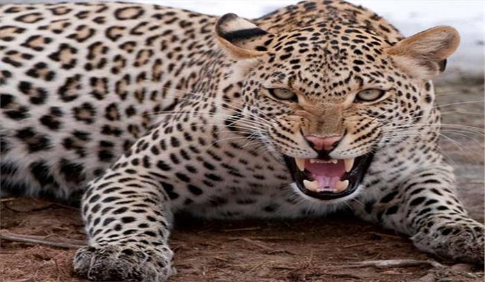 इंदौर के चिड़ियाघर में लाया गया नन्हा तेंदुआ