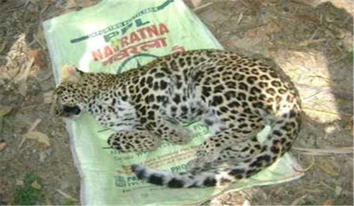 मध्यप्रदेश:  कुएं में गिरकर घायल हुए तेंदुए की उपचार के दौरान मौत