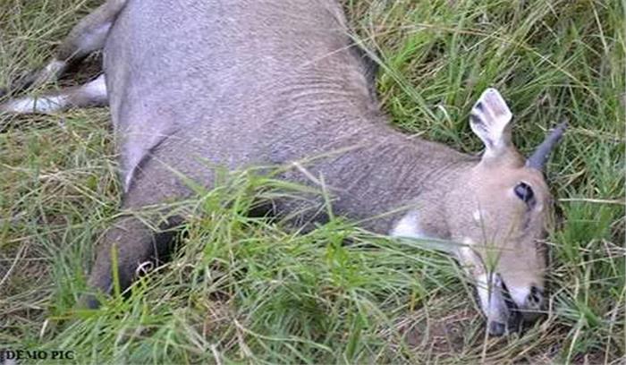 नीलगाय का शिकार करने वाले 4 आरोपी गिरफ्तार