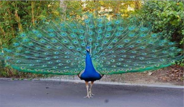 मध्यप्रदेश:खेत के कीटनाशक से 2 दर्जन मोरों की मौत मध्यप्रदेश:खेत के कीटनाशक से 2 दर्जन मोरों की मौत