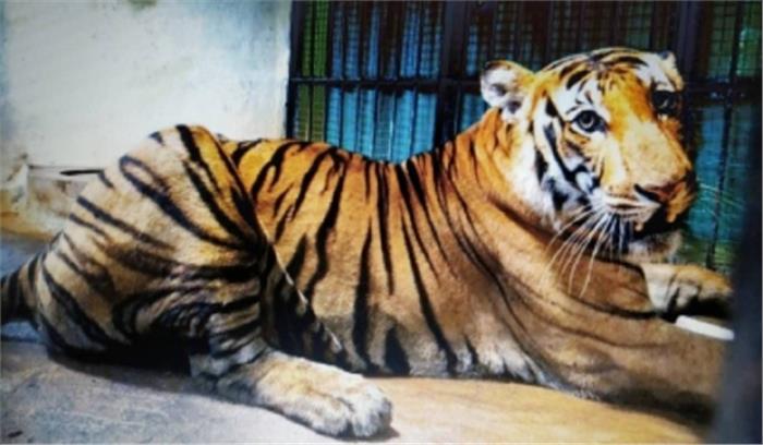 मप्र के पेंच टाइगर रिजर्व में पर्यटकों की आमद 88 हजार से ज्यादा