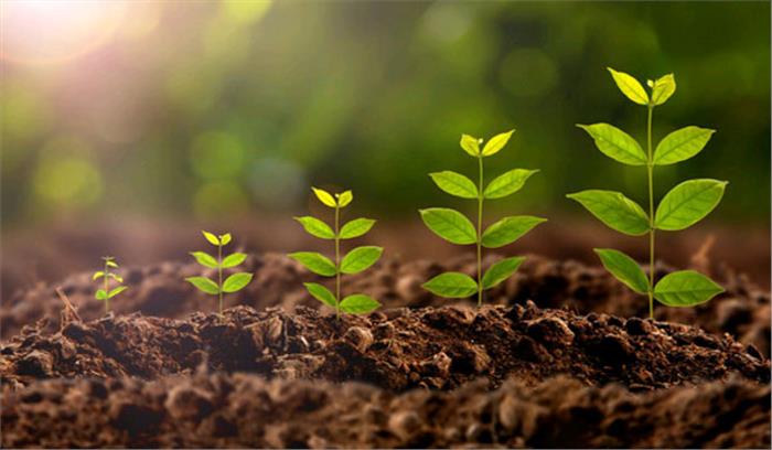 मध्यप्रदेश में एक दिन में रोंपे गए छह करोड़ से ज्यादा पौधे