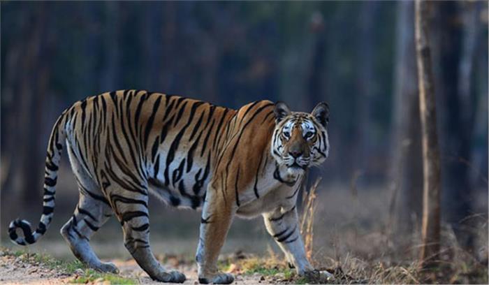 सवा साल में 32 बाघों की मौत हो गई: मध्यप्रदेश सरकार