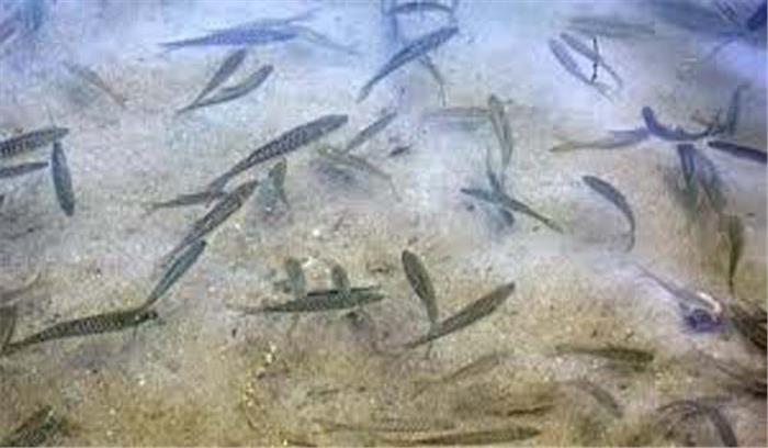 मध्यप्रदेश में बालक का शव फंदे पर झूलता हुआ मिला मध्यप्रदेश में बालक का शव फंदे पर झूलता हुआ मिला