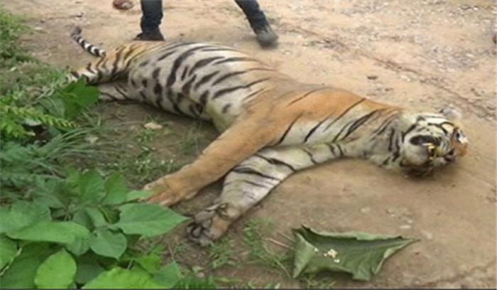 पेट्रोलिंग के दौरान एक बाघ का शव मिला