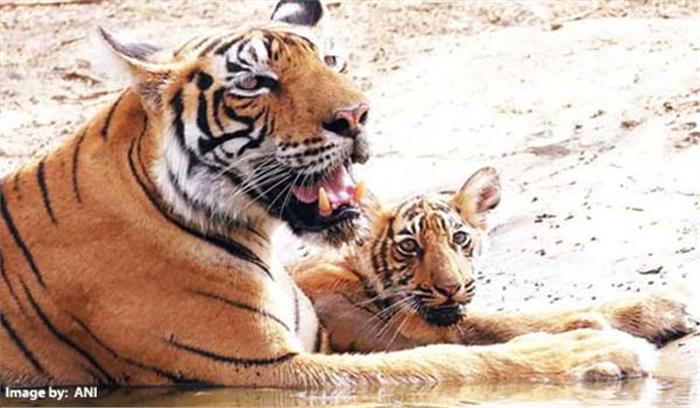 मध्यप्रदेश के डाक्टरों का दल बीमार बाघिन को बचाने जुटा