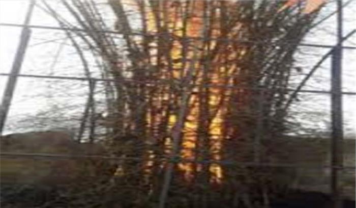 बांस डिपो में लगी आग, बांस जलकर खाक