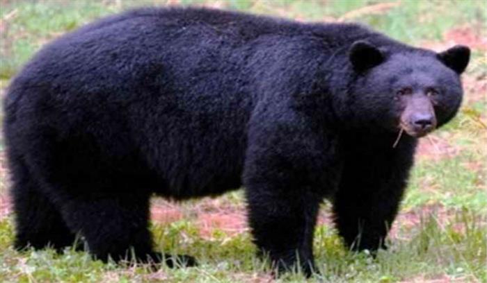 आदिवासी की मौत पर ग्रामीणों ने की भालू की हत्या