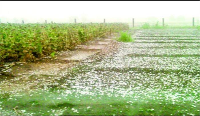 ओलावृष्टि से पीड़ित किसान अनिश्चितकालीन भूख हड़ताल पर