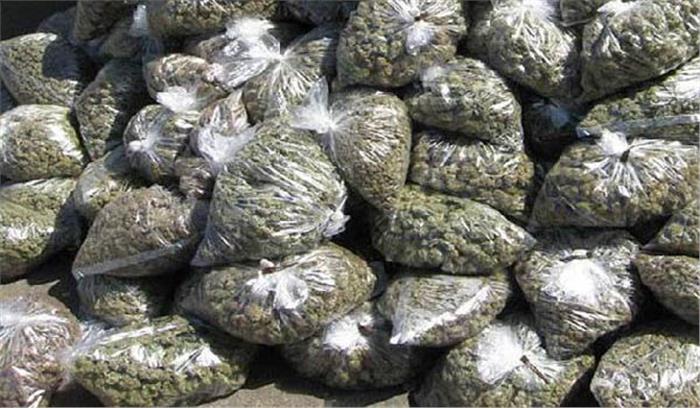 मध्यप्रदेश:  छह किलो अवैध गांजे के साथ महिला गिरफ्तार