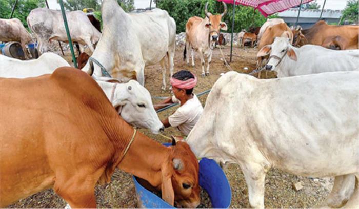 मध्य प्रदेश में 1000 गौशालाएं खोलने का लक्ष्य