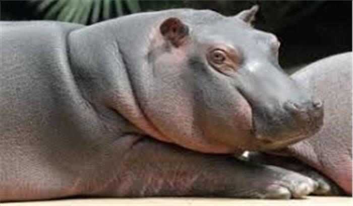 मध्यप्रदेश : चिड़ियाघर में शिशु दरियाई घोड़े का जन्म