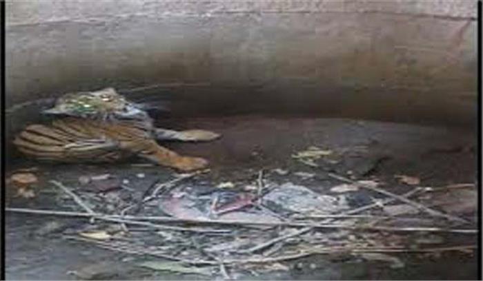 कटनी में कुए में गिरे बाघ शावक को सुरक्षित निकाला