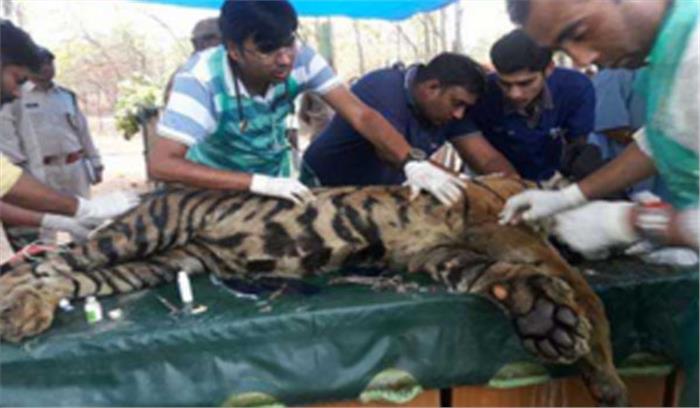 बांधवगढ़ टाइगर रिज़र्व में घायल बाघ का सफल आपरेशन किया गया