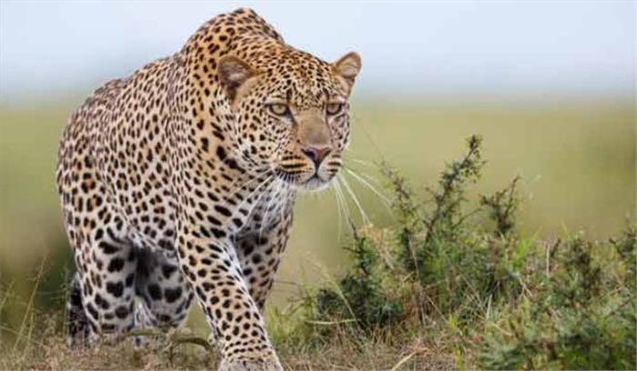 मध्यप्रदेश में राष्ट्रीय राजमार्ग पर अज्ञात वाहन की टक्कर से तेंदुए की मौत